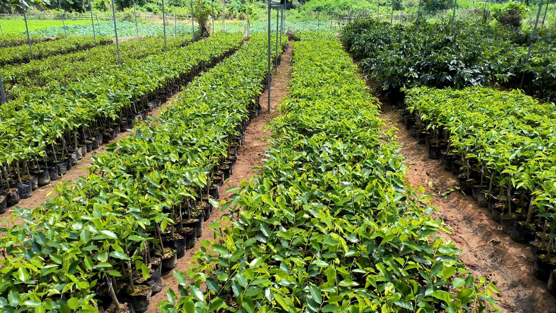 棋楠沉香圖片/棋楠沉香樣板圖 (4)