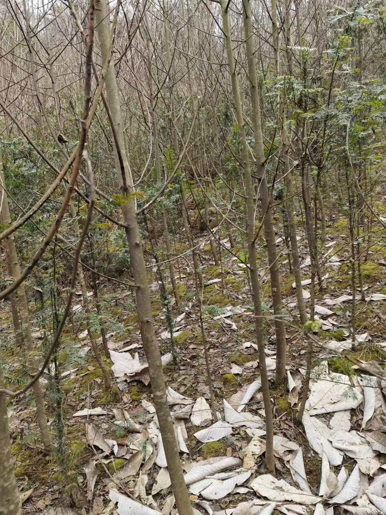鴿子樹苗圖片/鴿子樹苗樣板圖 (2)