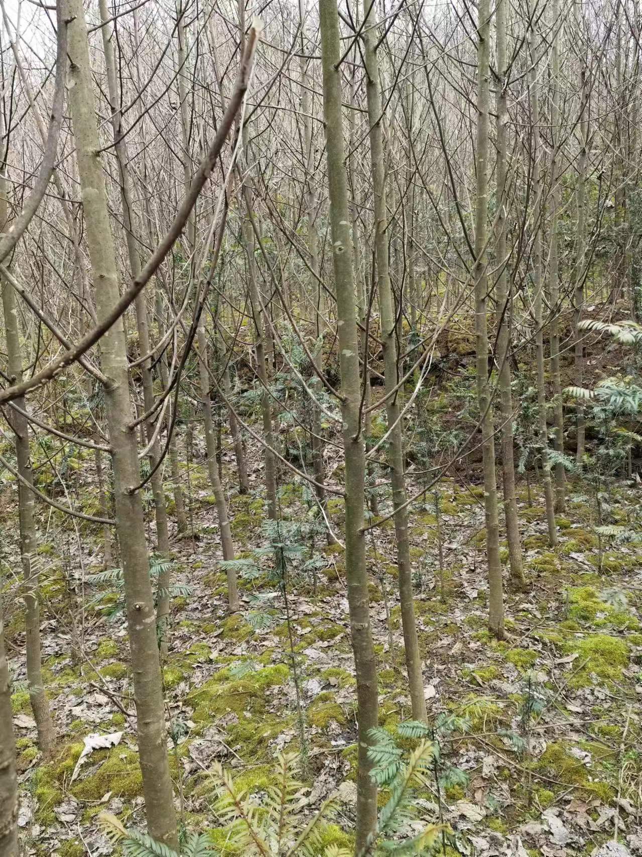 米徑4-6鴿子樹種植基地多少錢一棵  珙桐/鴿子樹批發(fā)價格