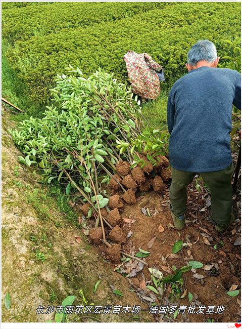 篱笆苗生意湖南法国冬青,浏阳红叶石楠做到别人都记住你湖南法青苗木图片