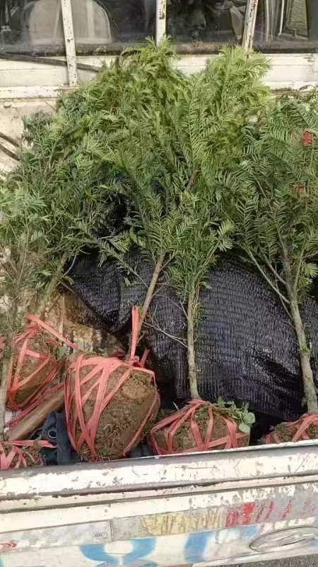 南方紅豆杉圖片/南方紅豆杉樣板圖 (3)