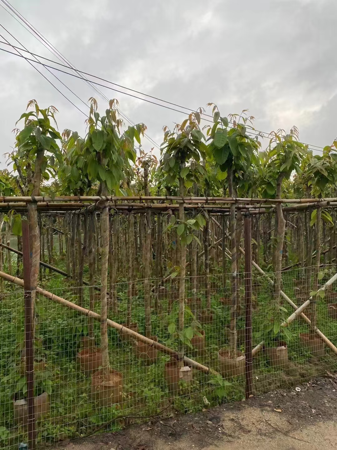 紫薇圖片/紫薇樣板圖 (1)