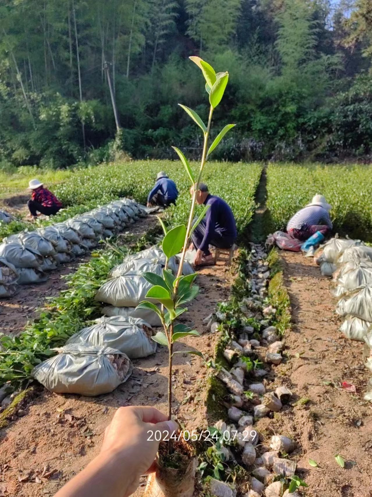 高產(chǎn)嫁接油茶苗圖片/高產(chǎn)嫁接油茶苗樣板圖 (1)