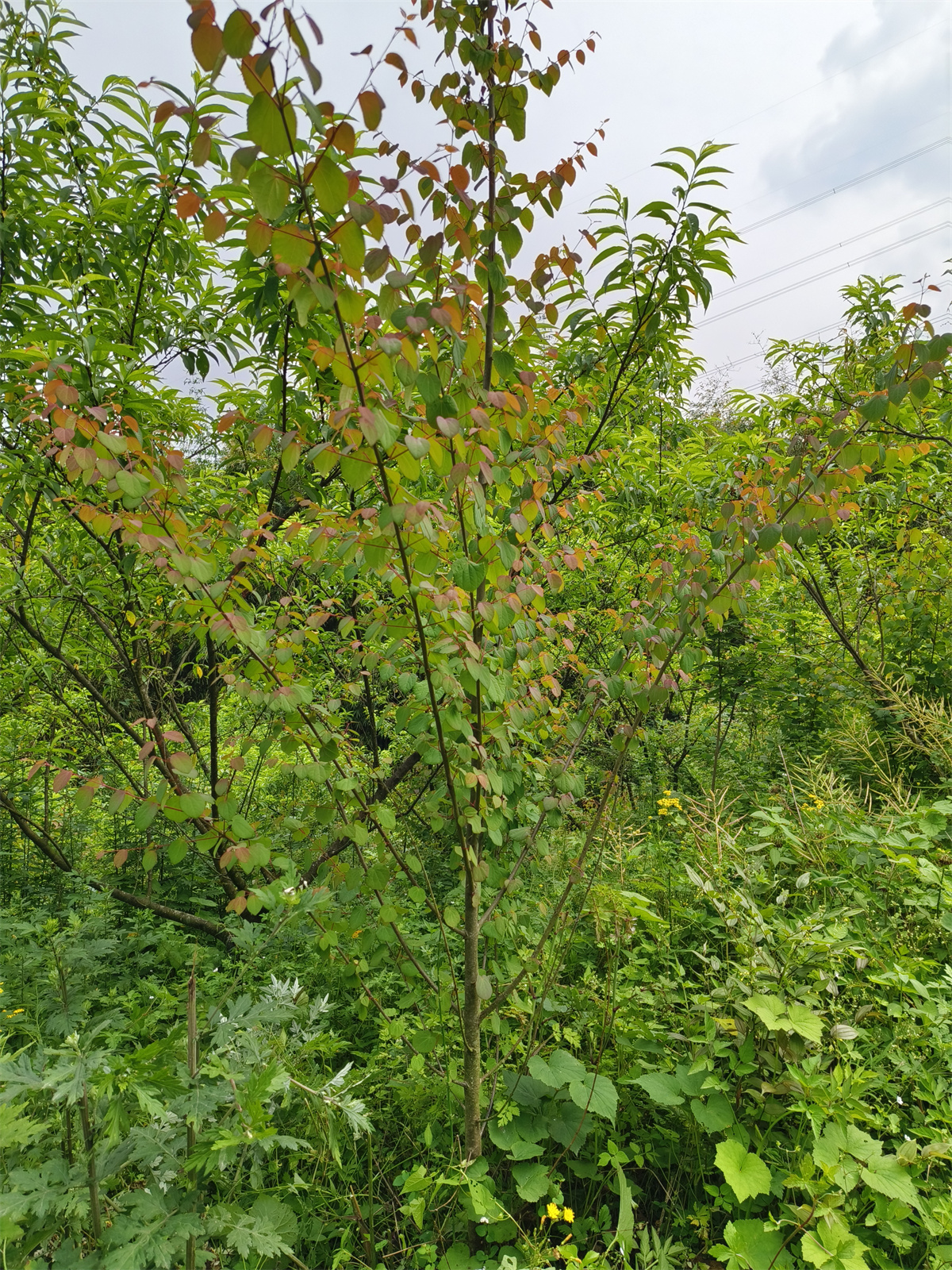 基地现货出售连香树价格多少钱.哪里有出售连香树.景观绿化连香树