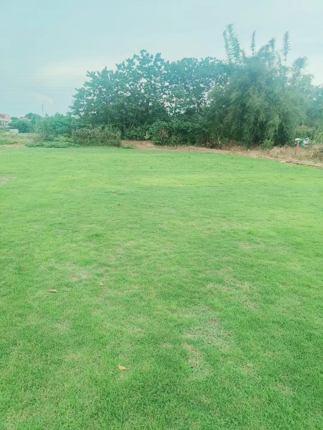 台湾草台湾草基地销售，种植基地，报价，批发【佛山市三水区华丙种植场】