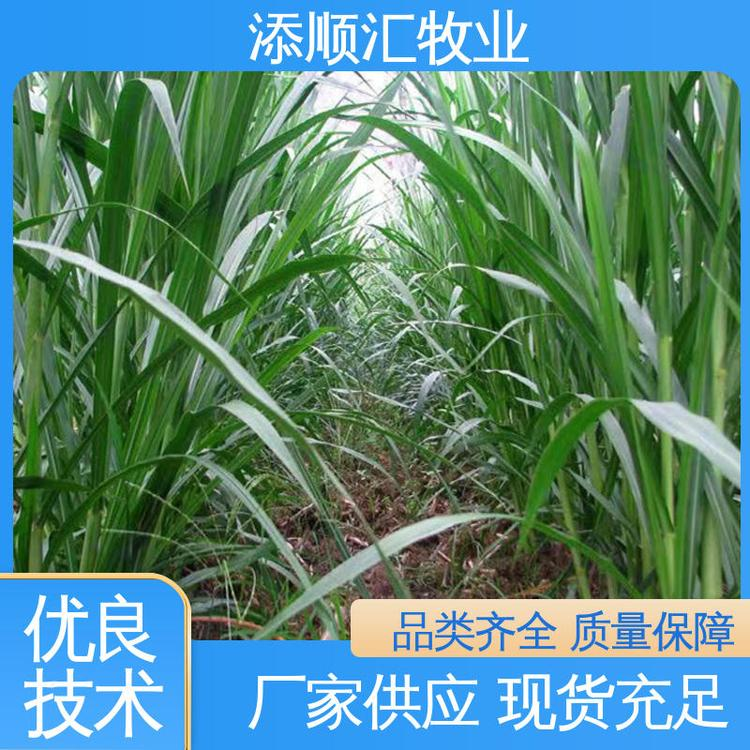 云南牧草批發(fā)價(jià)-供應(yīng)商-直銷-報(bào)價(jià)-電話-多少錢【柳州市添順匯養(yǎng)殖專業(yè)合作社】