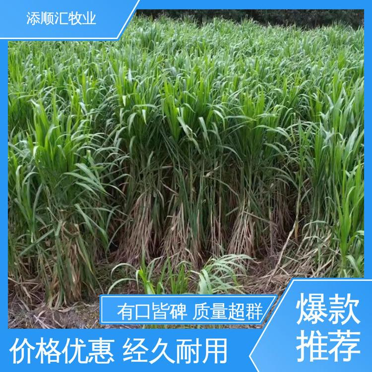 廣西常年供應(yīng)甘蔗尾草料廠家報(bào)價、哪家好、價錢、批發(fā)價格