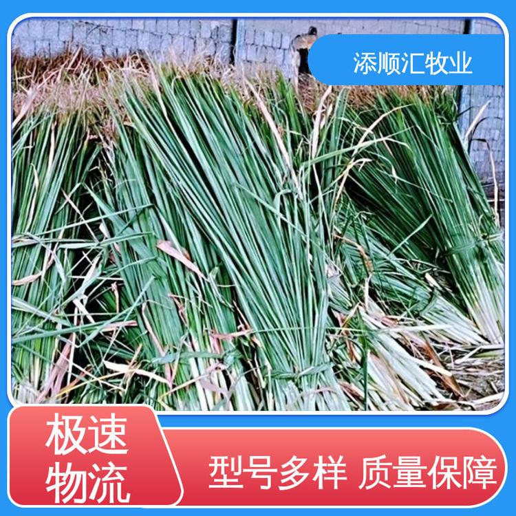 添順匯牧業(yè) 養(yǎng)馬 營(yíng)養(yǎng)成分豐富小麥秸稈 基地直發(fā)