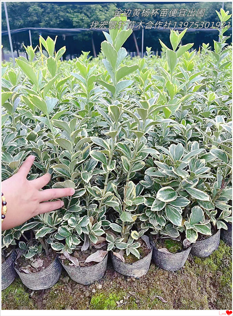 湖南夾竹桃毛球,多分支夾竹桃杯苗2026銷量賣得紅火   多分支夾竹桃