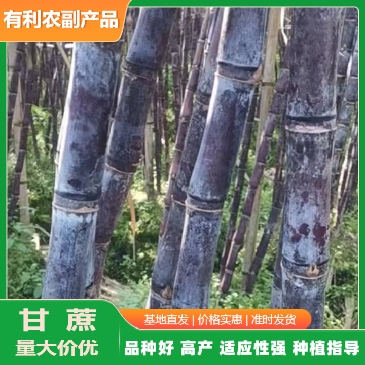 廣西黑皮甘蔗批發(fā)價格.黑皮甘蔗批發(fā)價哪家實惠.黑皮甘蔗產地直銷圖片