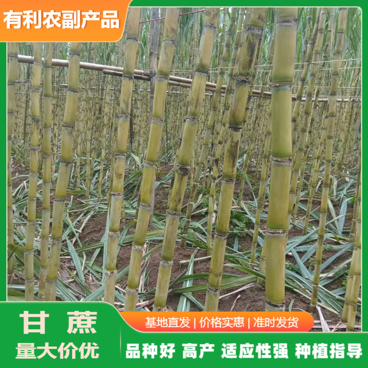產(chǎn)地直銷青皮甘蔗批發(fā).廣西青皮甘蔗批發(fā)全國(guó)發(fā)貨