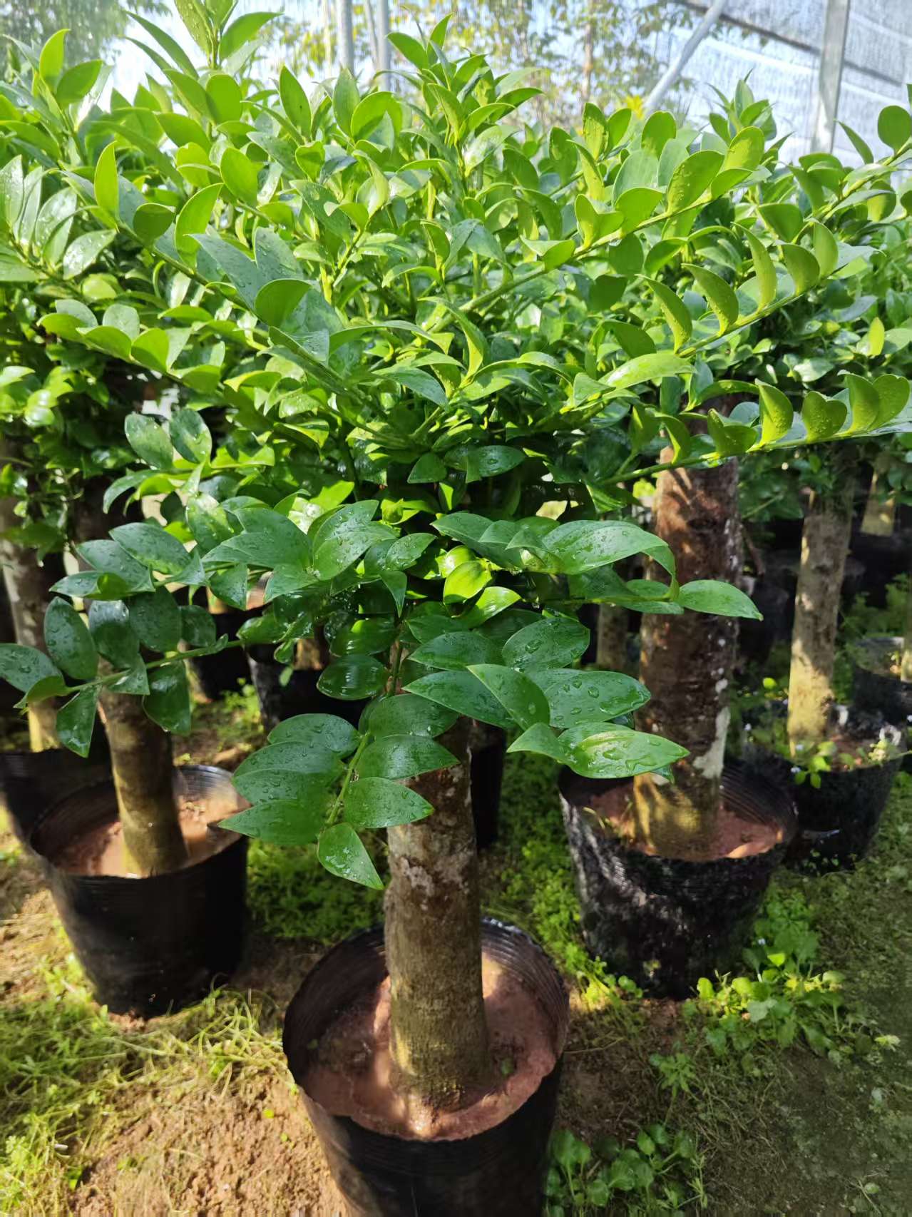 福建龍巖 竹柏樁苗 圓葉竹柏樁批發(fā)價(jià)格 竹柏樹苗木種植基地