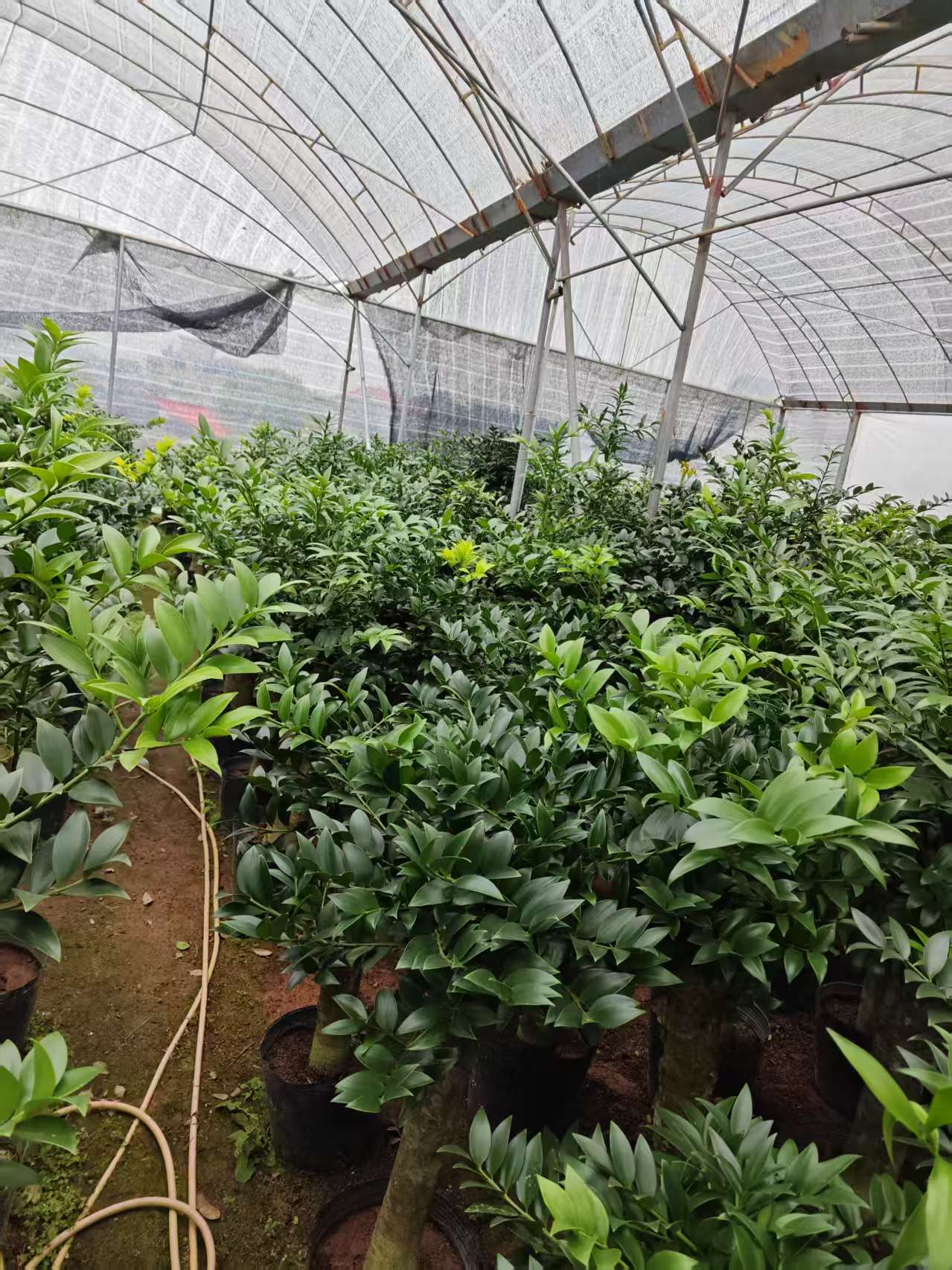 福建龍巖 竹柏樁苗 圓葉竹柏樁批發(fā)價(jià)格 竹柏樹苗木種植基地