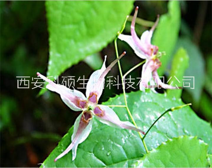 2026年熱銷產(chǎn)品羊藿提取物*羊藿單甙