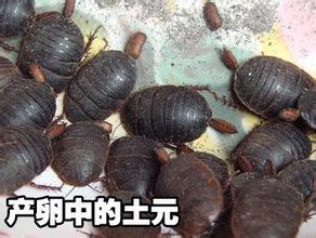 供應用于的人工養(yǎng)殖土元飼料的投放管理方法邯鄲邢臺衡水滄州土元