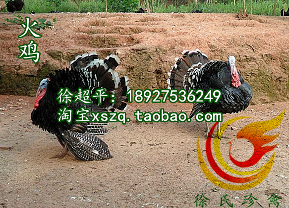 供應(yīng)福建鴕鳥苗-大型鴕鳥苗全年*促銷