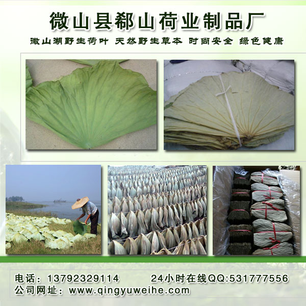 供應(yīng)用于荷葉的中藥材批發(fā) 微山湖 荷葉 荷葉絲