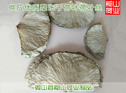 供應(yīng)用于荷葉的供應(yīng)中藥材 花草茶荷葉