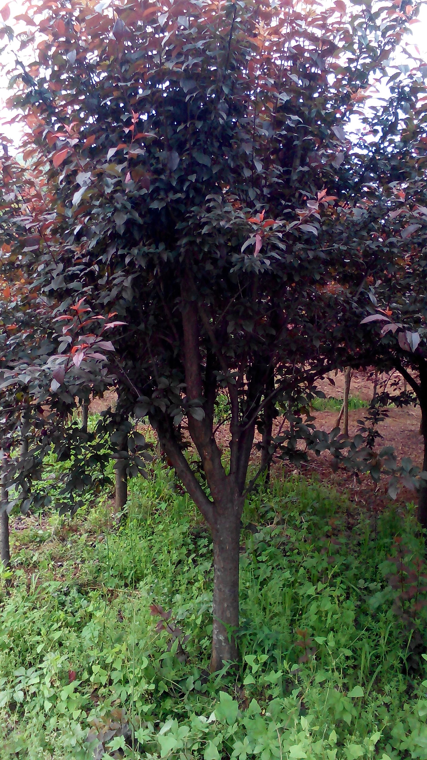 供應紫葉李小苗扦插苗，紫薇，紅楓，紅梅，櫻花，