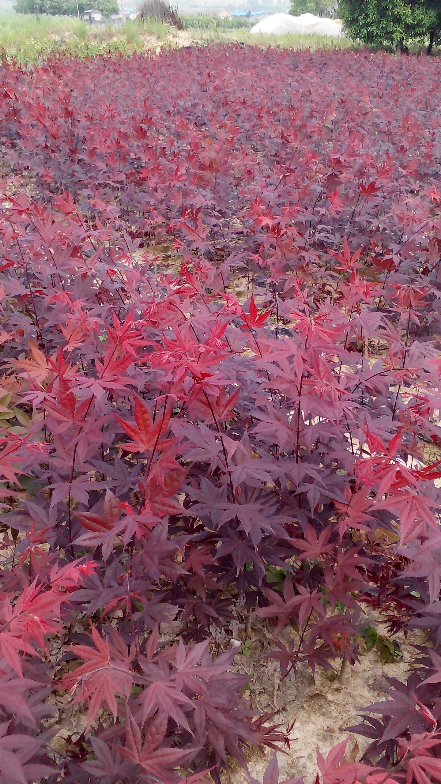 供應(yīng)當(dāng)年嫁接紅楓小苗，常年紅，赤楓，黃金楓，羽毛楓，日本紅楓，雞爪槭。