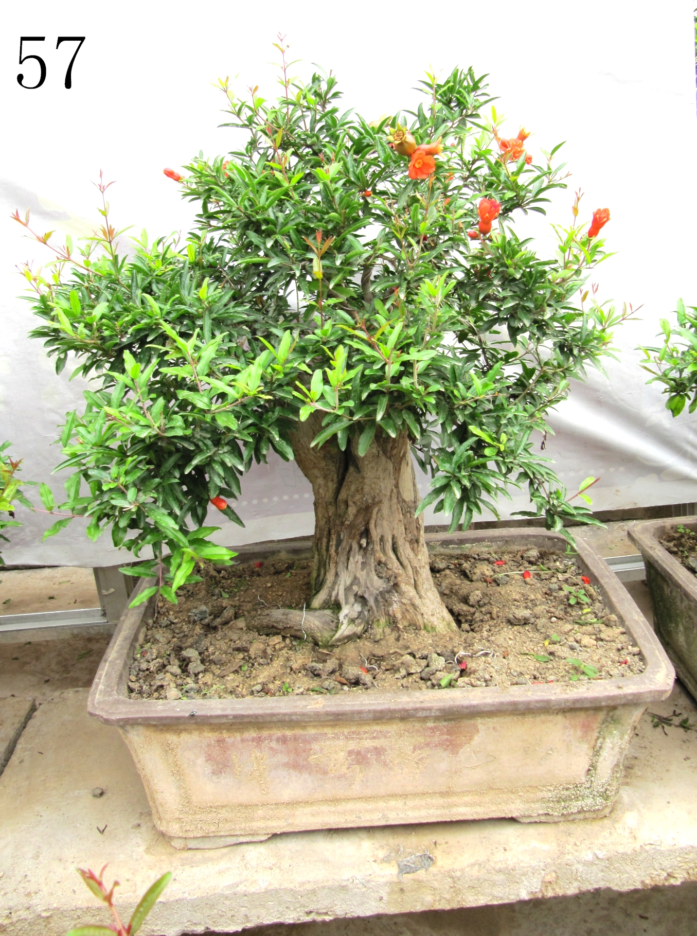 石榴盆景，石榴苗木