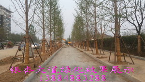 供應(yīng)用于工程綠化的25公分銀杏樹(shù)