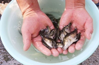 供應(yīng)廣東惠州桂花魚，惠州桂花魚廠家，惠州桂花魚批發(fā)市場