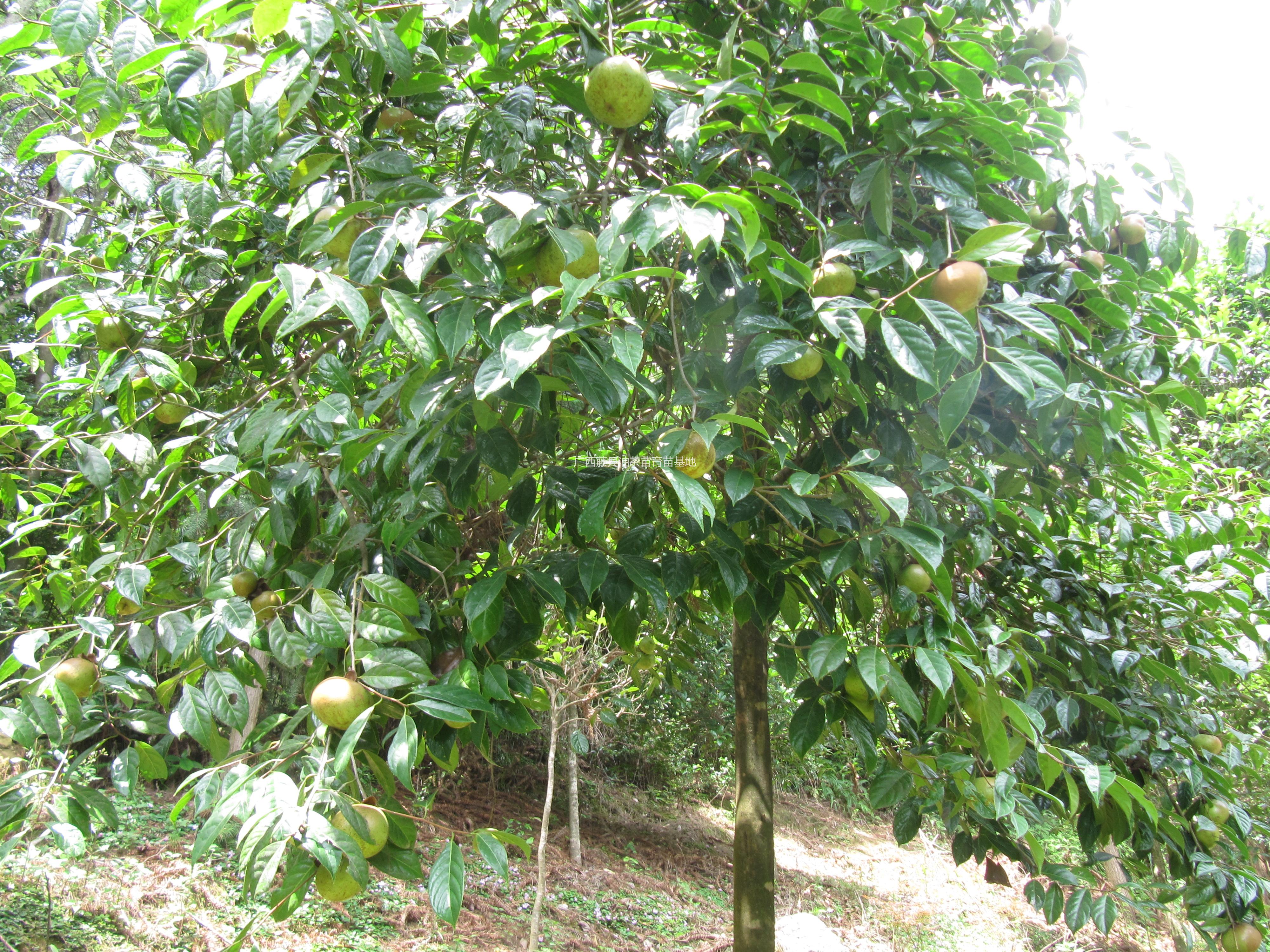 供應大果紅花油茶嫁接苗 高50-100CM