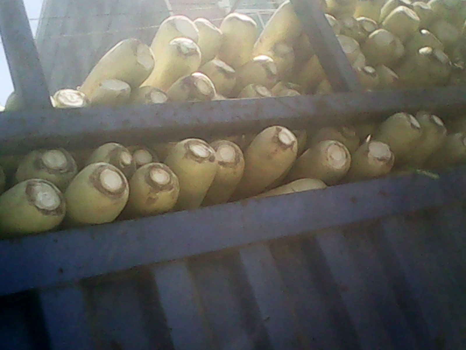 供應(yīng)庫存山東蘭陵產(chǎn)5公分以上的 春雷白蘿卜