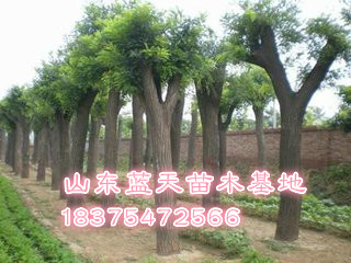 4公分北欒廠家直銷