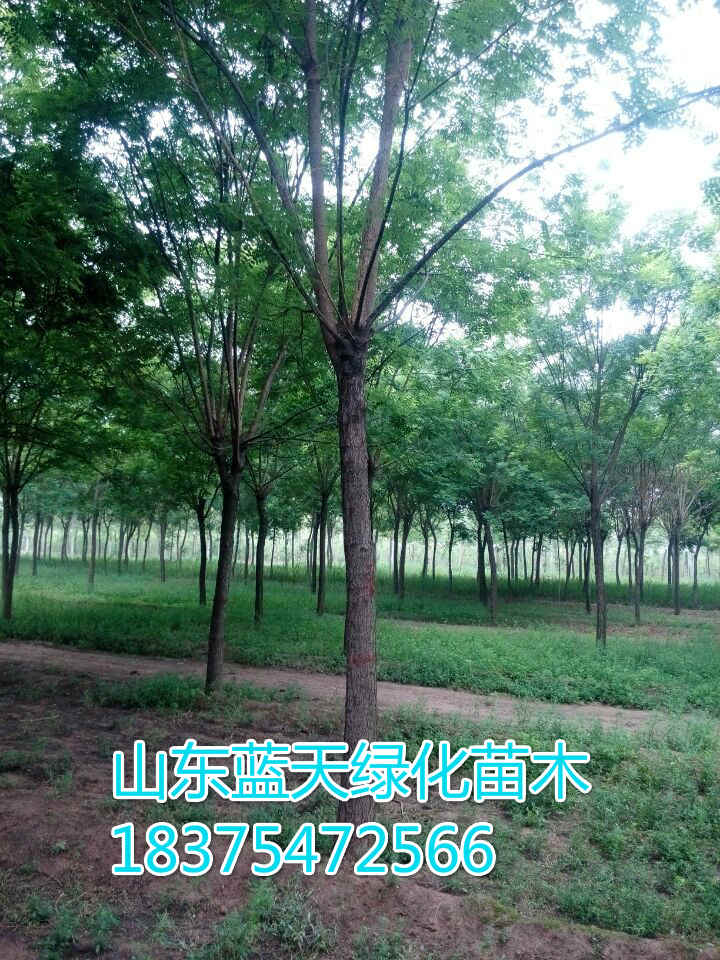 3公分白蠟廠家直銷(xiāo)