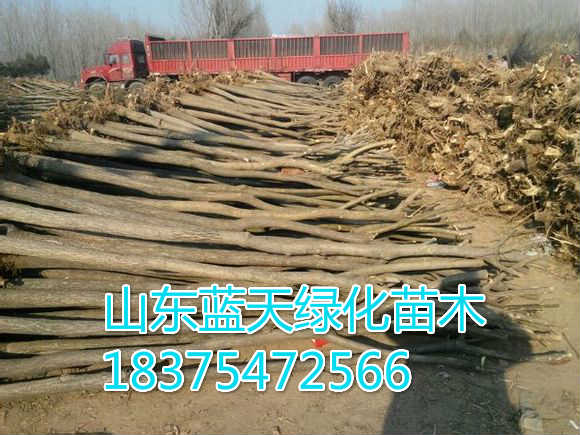 20公分五角楓廠家直銷