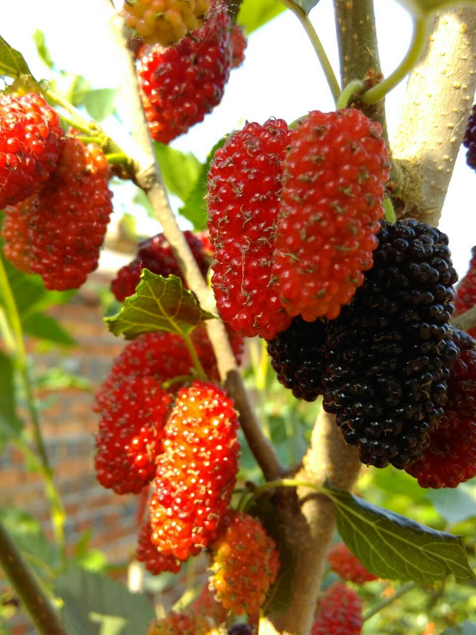 供應(yīng)山東果桑苗批發(fā)