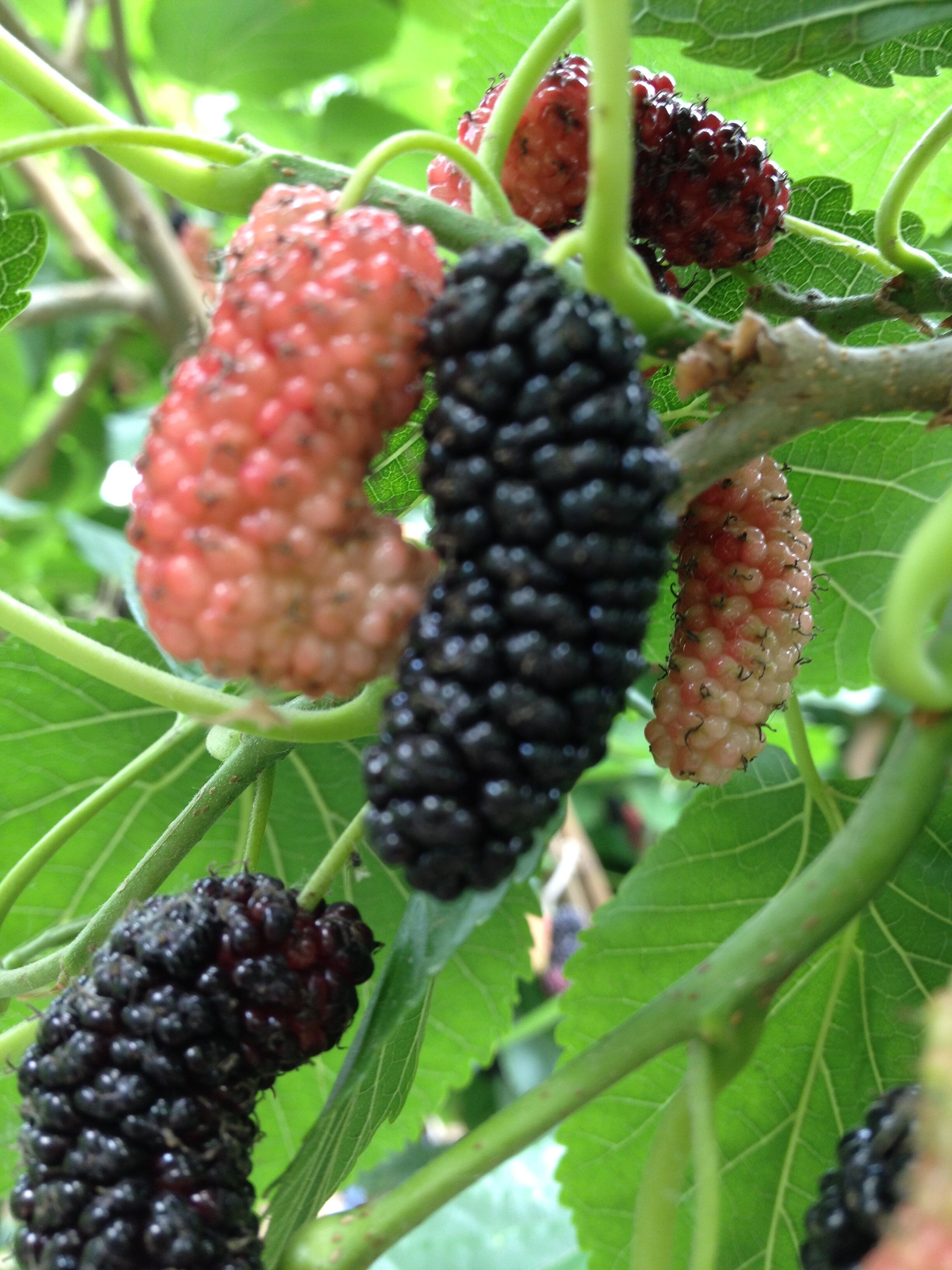 供應高產(chǎn)果個大優(yōu)質果桑苗品種