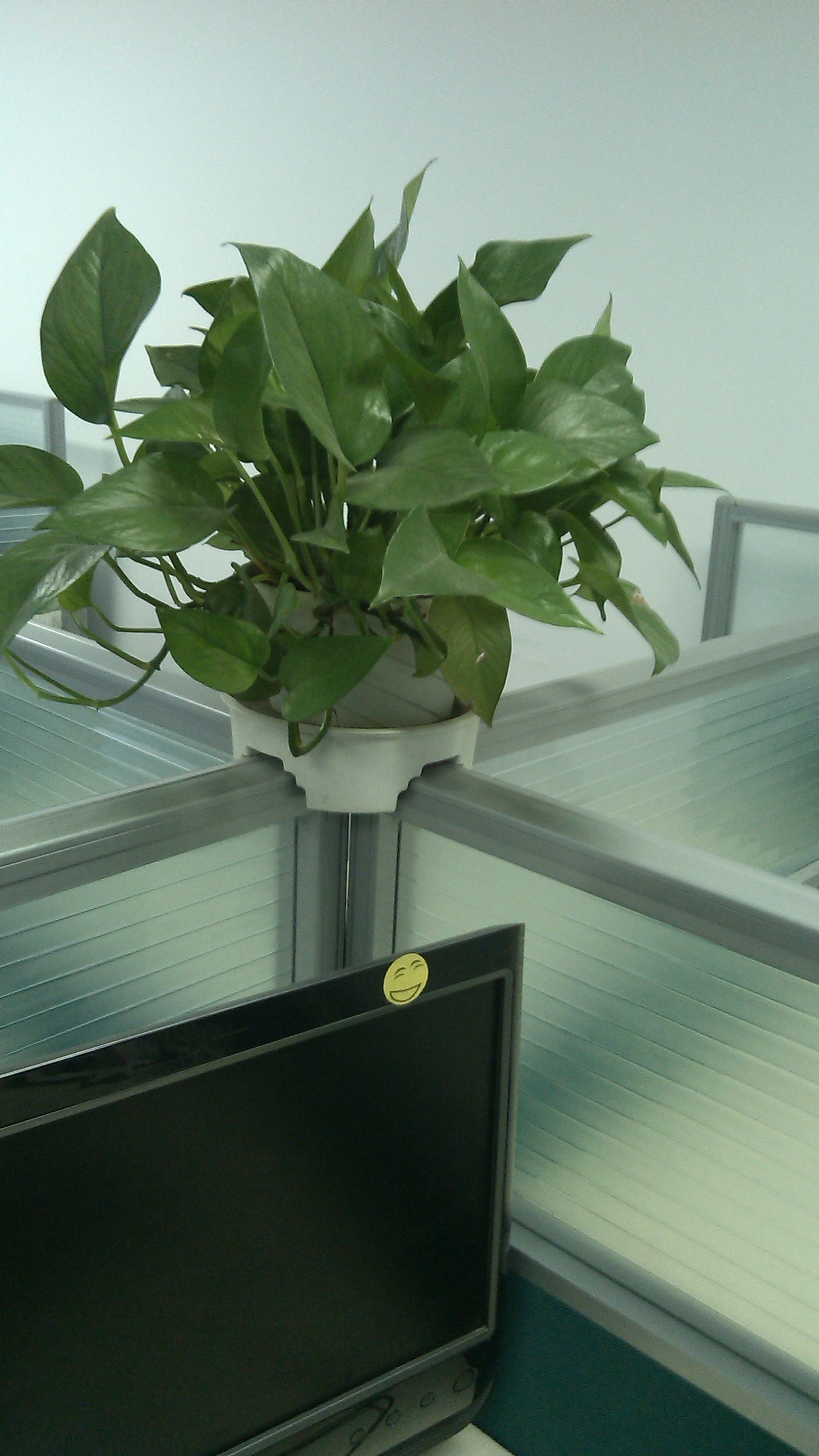 供應辦公室綠植租賃