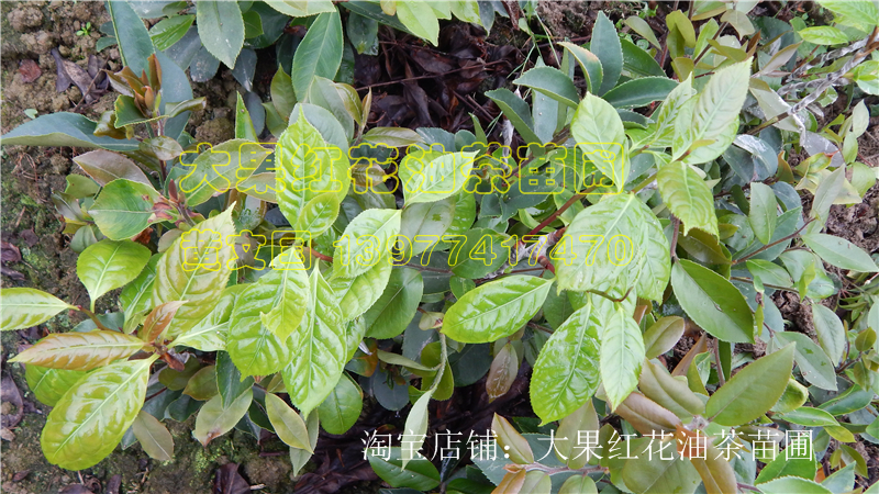 供應藤縣巨果紅花油茶嫁接苗，藤縣巨果紅花油茶嫁接苗苗圃，藤縣巨果紅花油茶嫁接苗批發(fā)價格