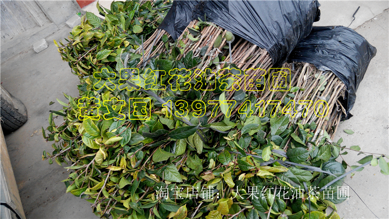供應(yīng)廣西大果紅花油茶苗
