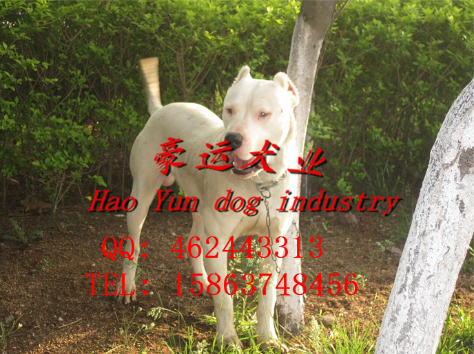 供應(yīng)杜高犬，北鎮(zhèn)市杜高犬價格？