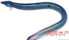 供應(yīng)日本鰻魚苗，惠州日本鰻魚苗養(yǎng)殖，惠州日本鰻魚苗價(jià)格
