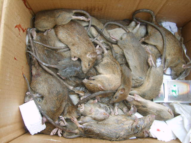 供應(yīng)用于滅殺老鼠蟑螂的深圳寶安殺蟲公司專業(yè)滅殺老鼠蟑螂一次消殺不復(fù)發(fā)