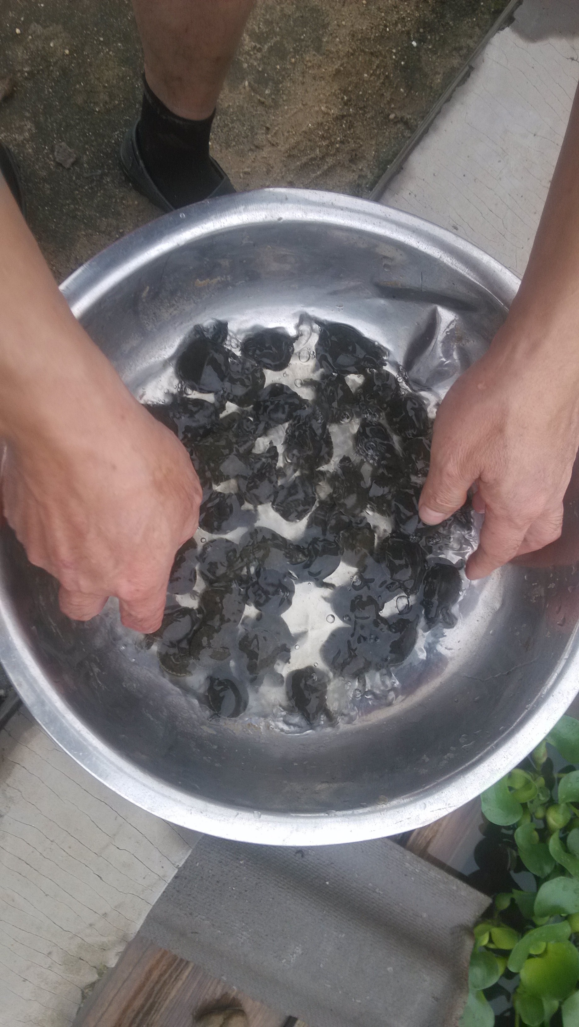 供應(yīng)湖南漢壽甲魚苗大量供應(yīng)外塘中華鱉甲魚種苗