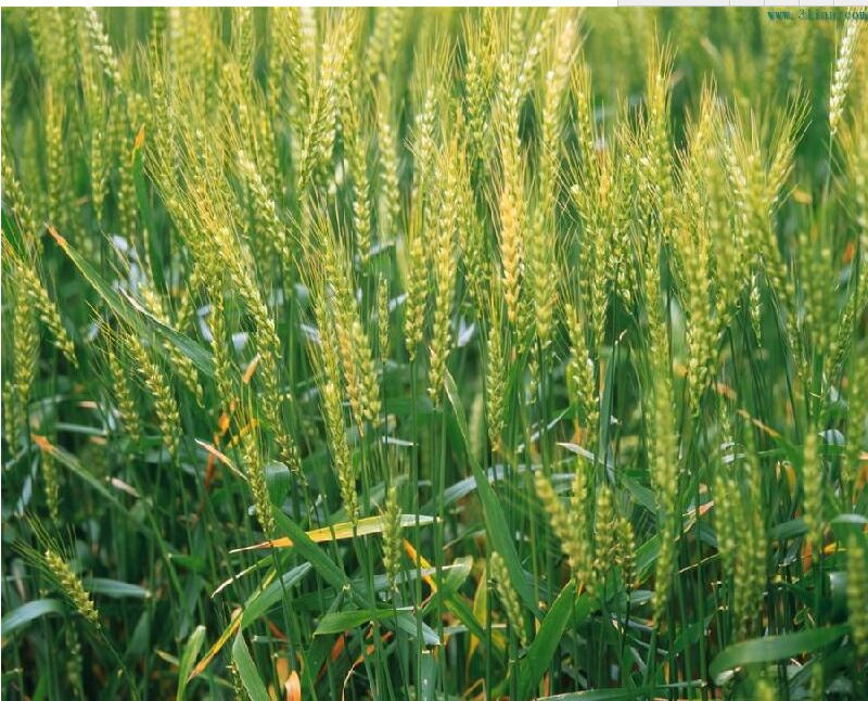 供應(yīng)橄欖油精制