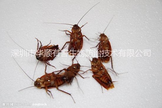 供應(yīng)用于滅殺蟑螂防治的深圳羅湖殺蟲(chóng)公司專業(yè)滅殺蟑螂臭蟲(chóng)一次滅絕