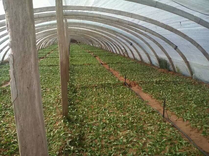 供應(yīng)0207.0109枸杞苗寧杞7號苗寧杞9號