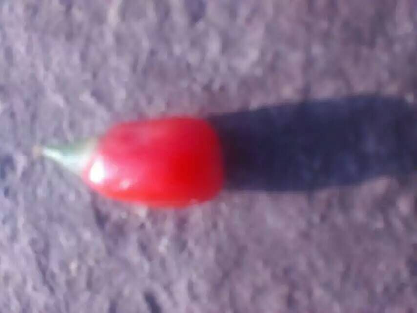 供應用于枸杞的大果枸杞苗 寧杞7號9號5號1號枸杞苗木