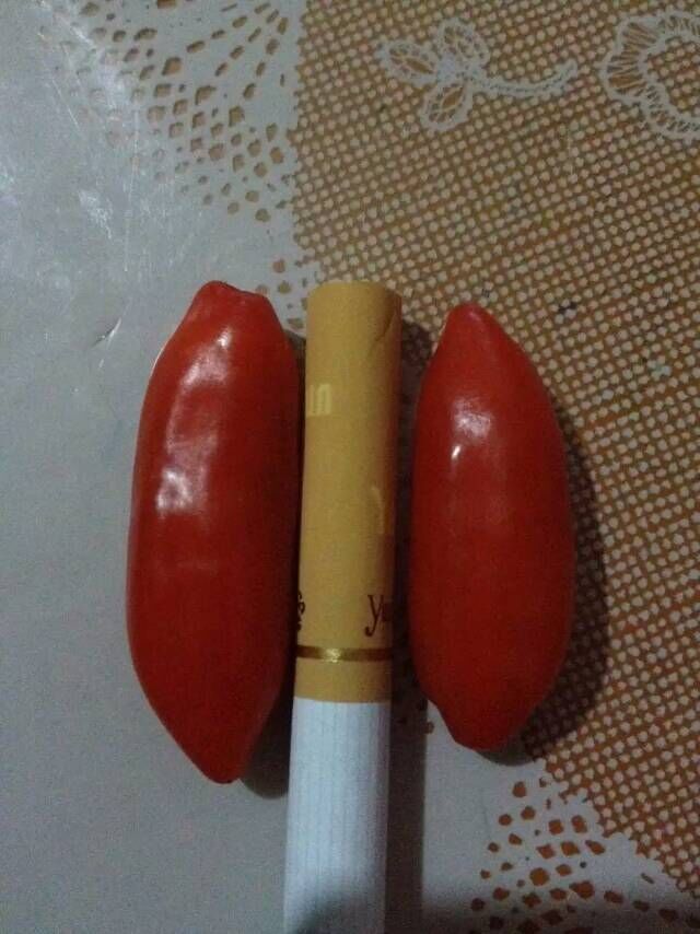 供應0207枸杞苗*價格寧杞7號苗