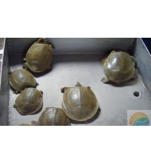供應(yīng)廣東龍門水魚苗