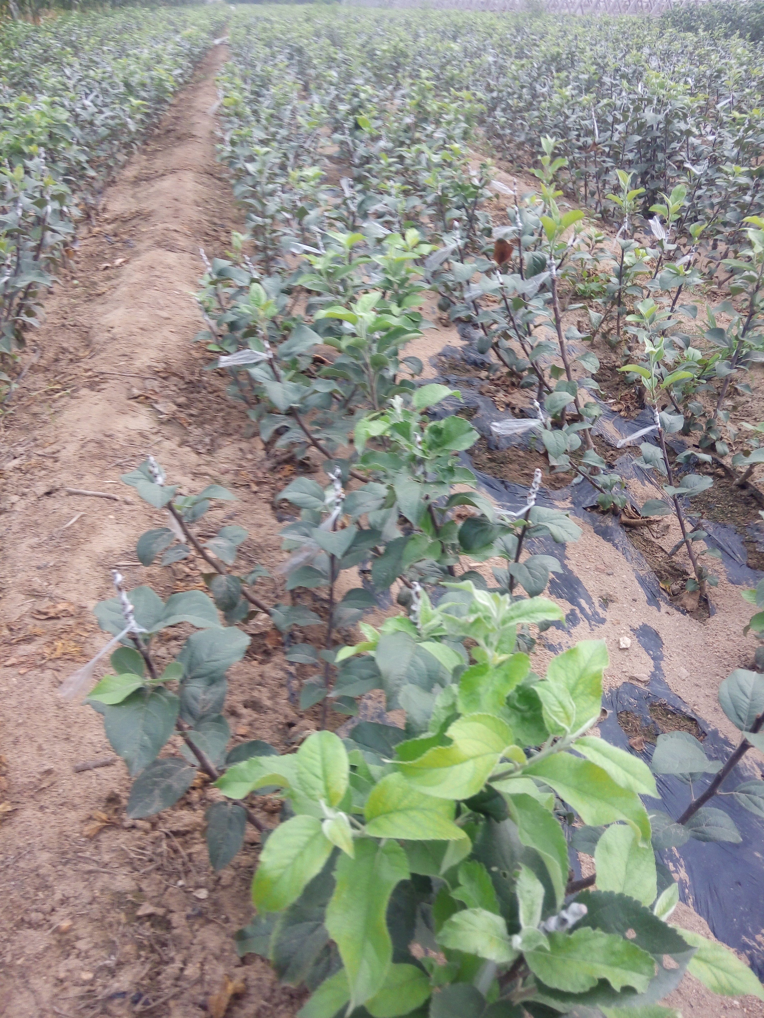 供應(yīng)用于產(chǎn)果的柱狀蘋果苗、紅肉蘋果、紅露
