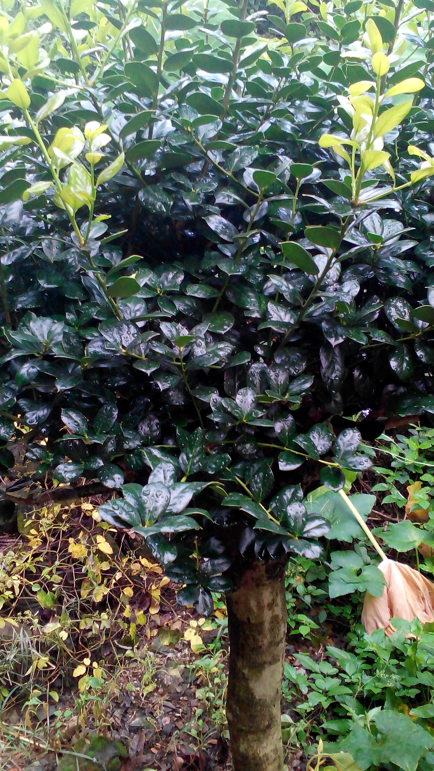 供應(yīng)構(gòu)骨綠化苗，桂花，香樟