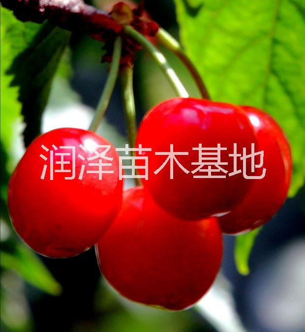 供應(yīng)河南鈣果苗批發(fā)，河南鈣果苗批發(fā)電話，河南鈣果苗批發(fā)基地，河南*質(zhì)的鈣果苗批發(fā)，河南哪里有*質(zhì)的鈣果苗